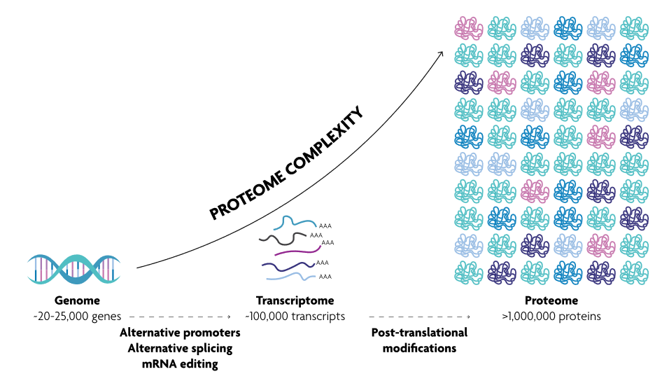 Proteome complexity
