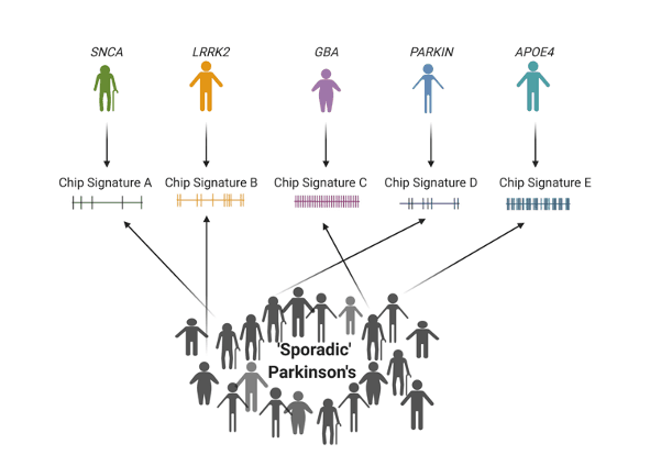 Sporadic PD patients can be classified via their electrophysiological profile in a process called stratification.