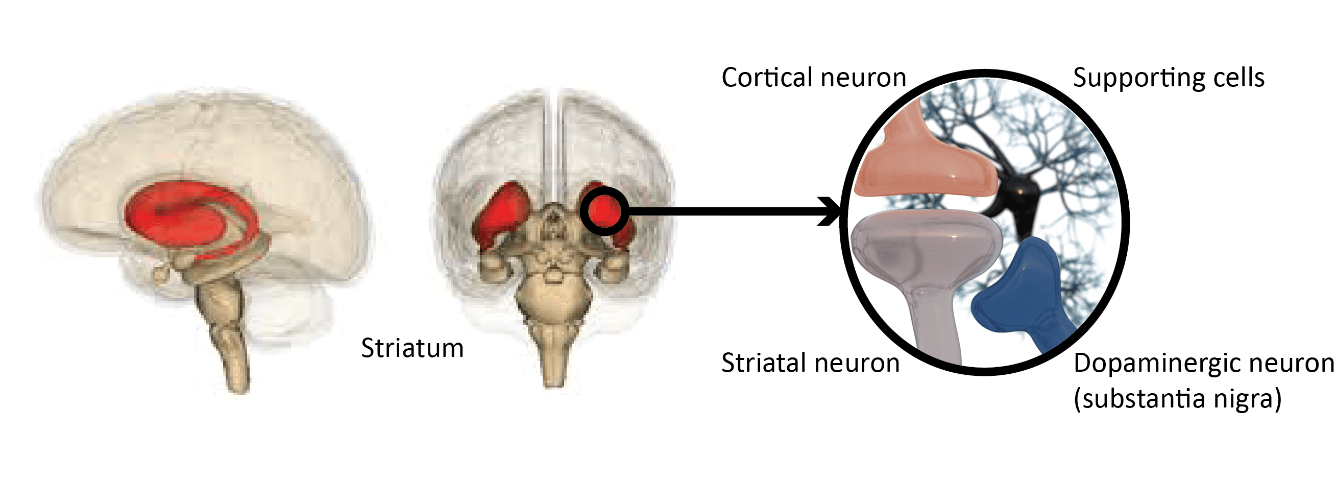 Striatal cells receive input from cortical and dopaminergic neurons. An imbalance in this circuit causes motor problems (and other Parkinson disease-related defects)