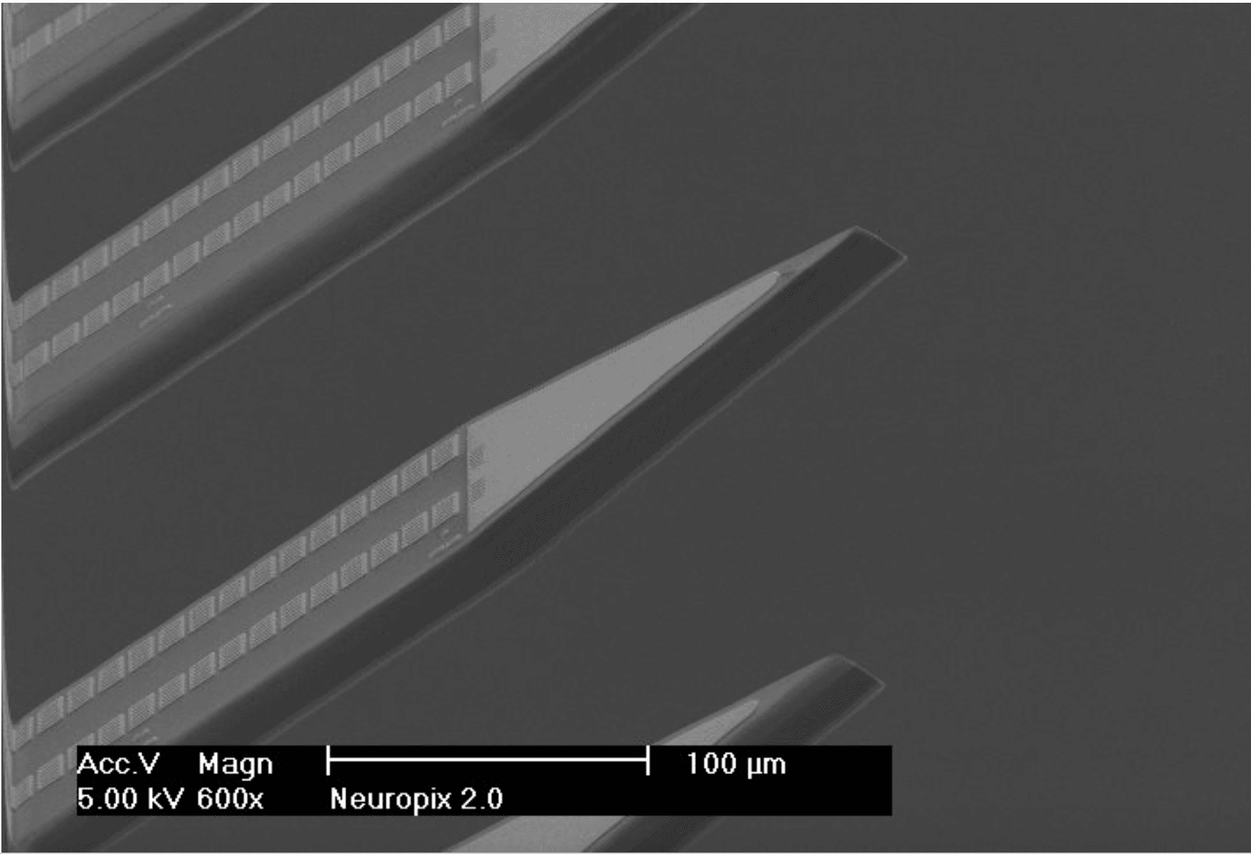 SEM image of the electrode layout of the Neuropixels 2.0 probe