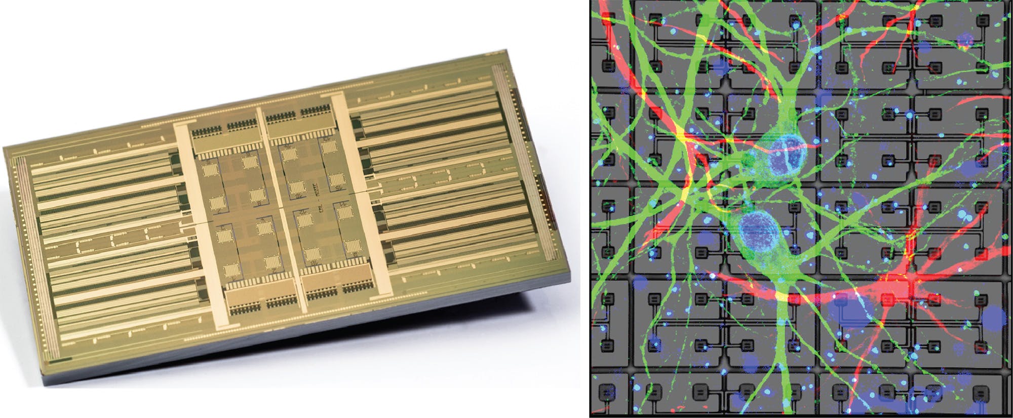 Left: imec’s high-density MEA with over 16.000 electrodes. Right: neurons grown on the chip.