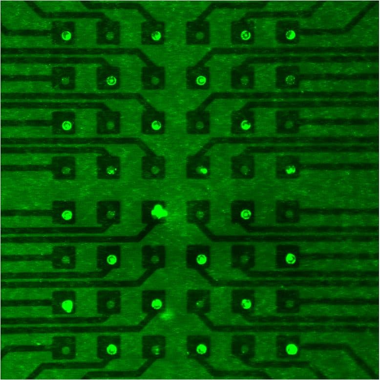 Figure 4 – Demonstration of the write process: (fluorescent) polystyrene nanoparticles are attracted by an alternating electric field generated by electrodes addressed in a checkboard arrangement.