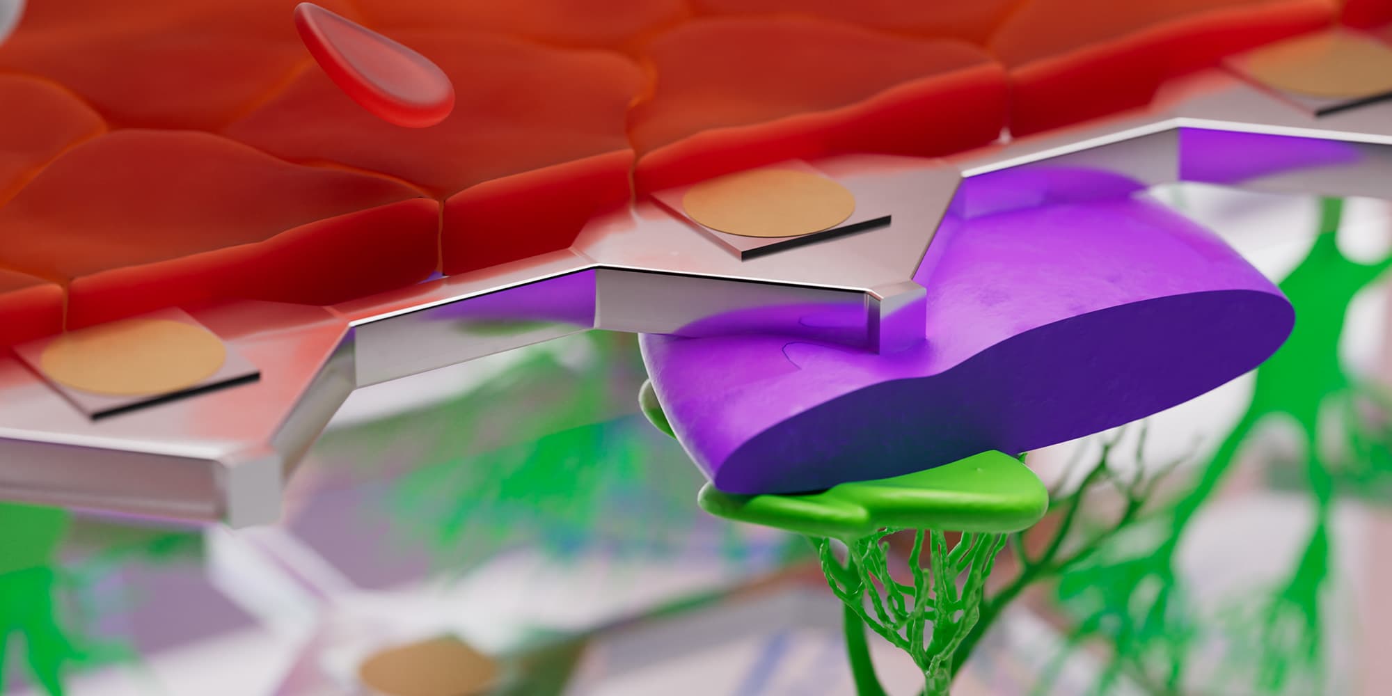 Workshop The blood brain barrier challenges & opportunities for in vitro models