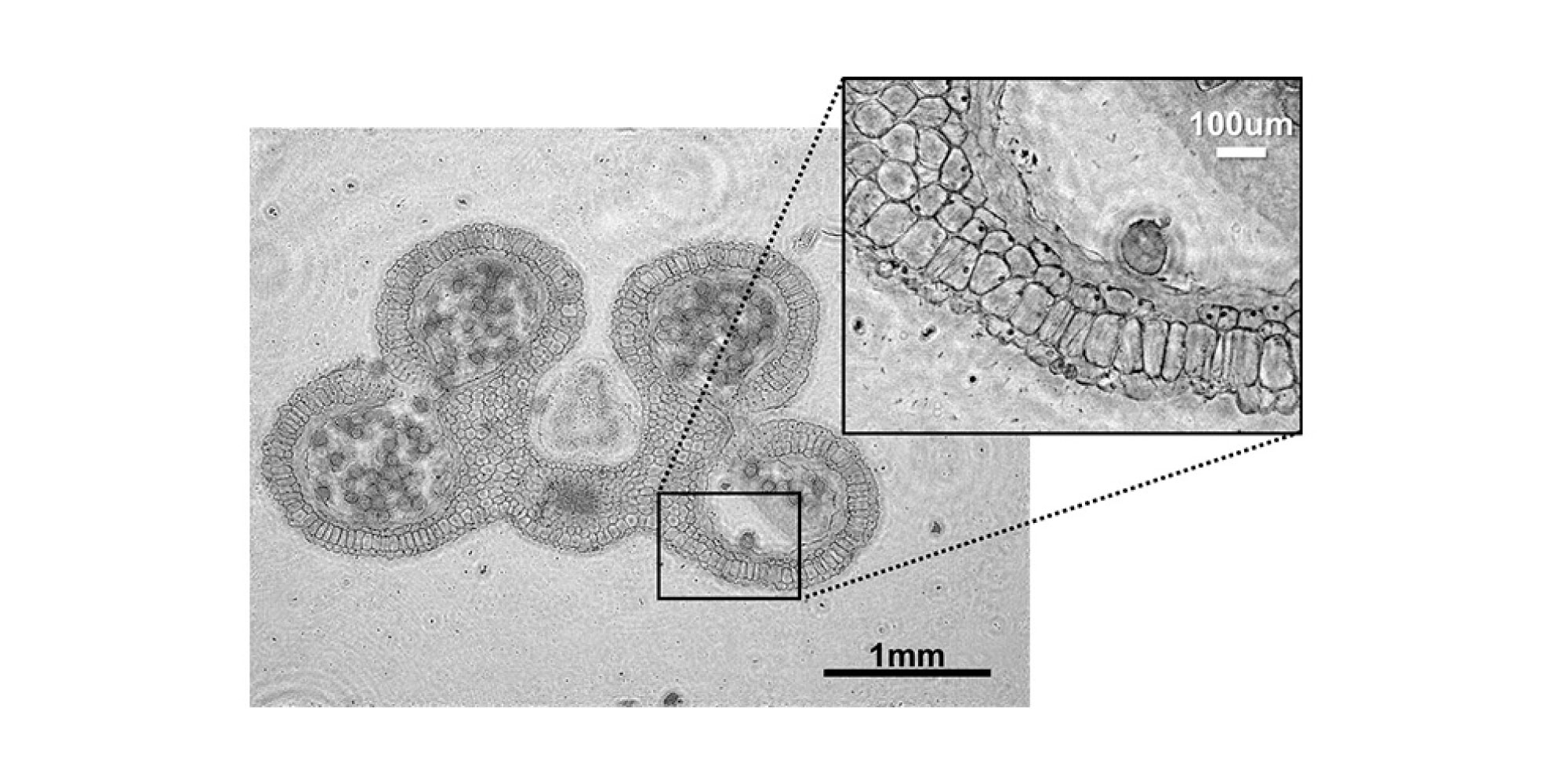 imec-lensfree-1