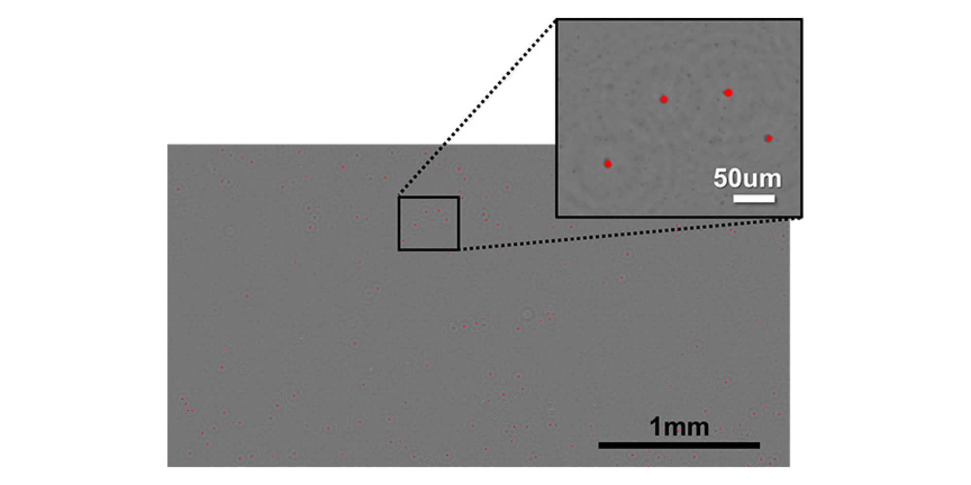 lensfree-image-imec-3