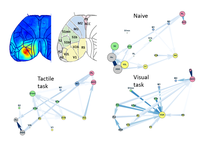 Brain dynamics