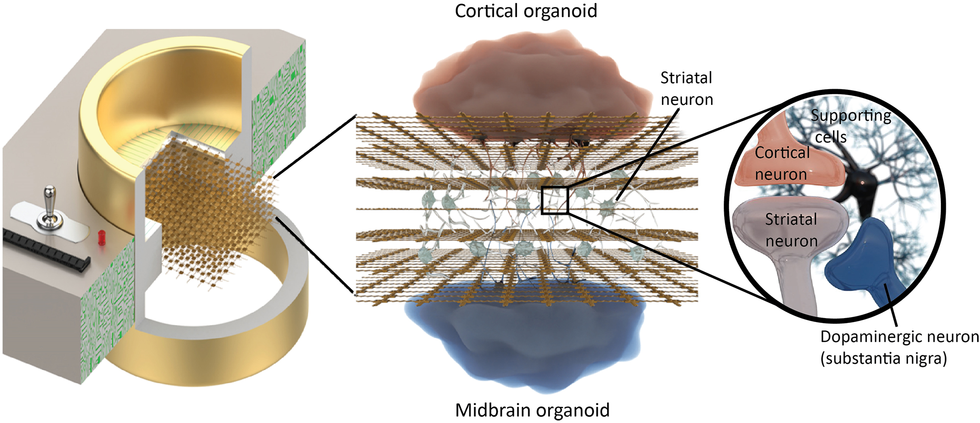 A future vision with 3D organoids on a 3D MEA