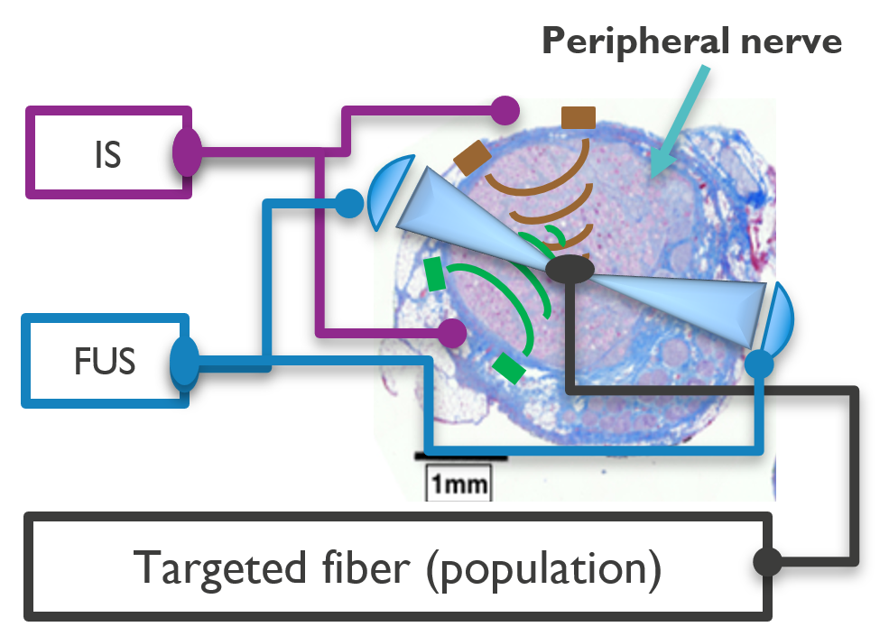 Multimodal approach for highly selective nerve stimulation