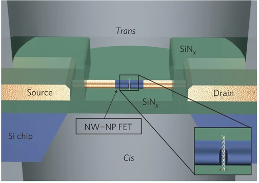 NPFET