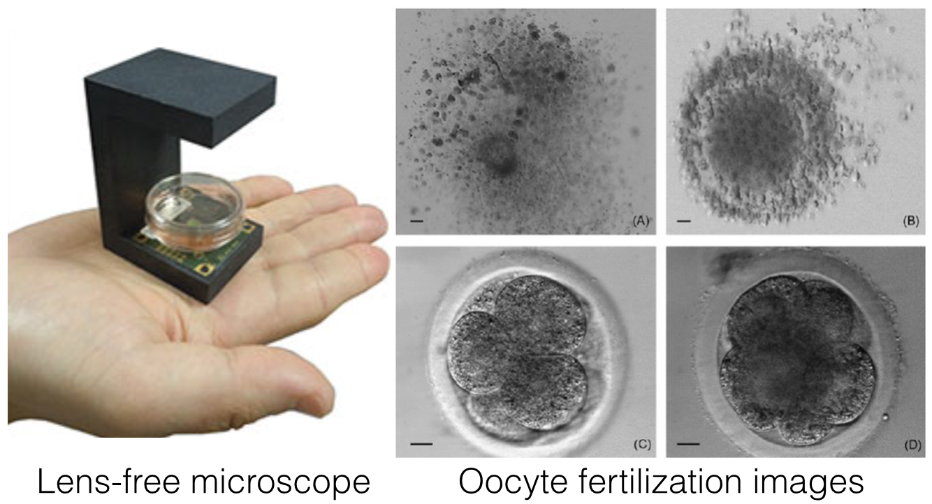 Lens-Free Imaging For In-Vitro Fertilization