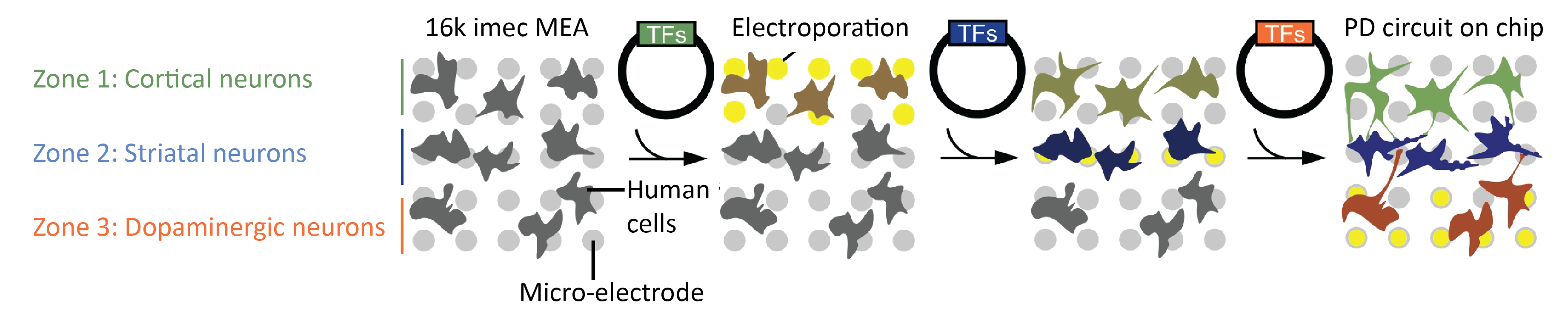 y reprogramming patient-specific cells at predefined locations on a high-density MEA, we can grow striatal brain circuits relevant to PD (TF= transcription factors).