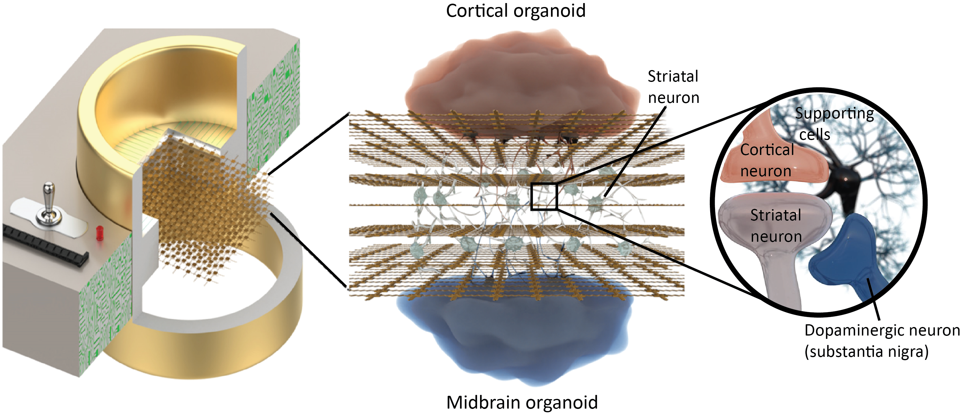 A future vision with 3D organoids on a 3D MEA