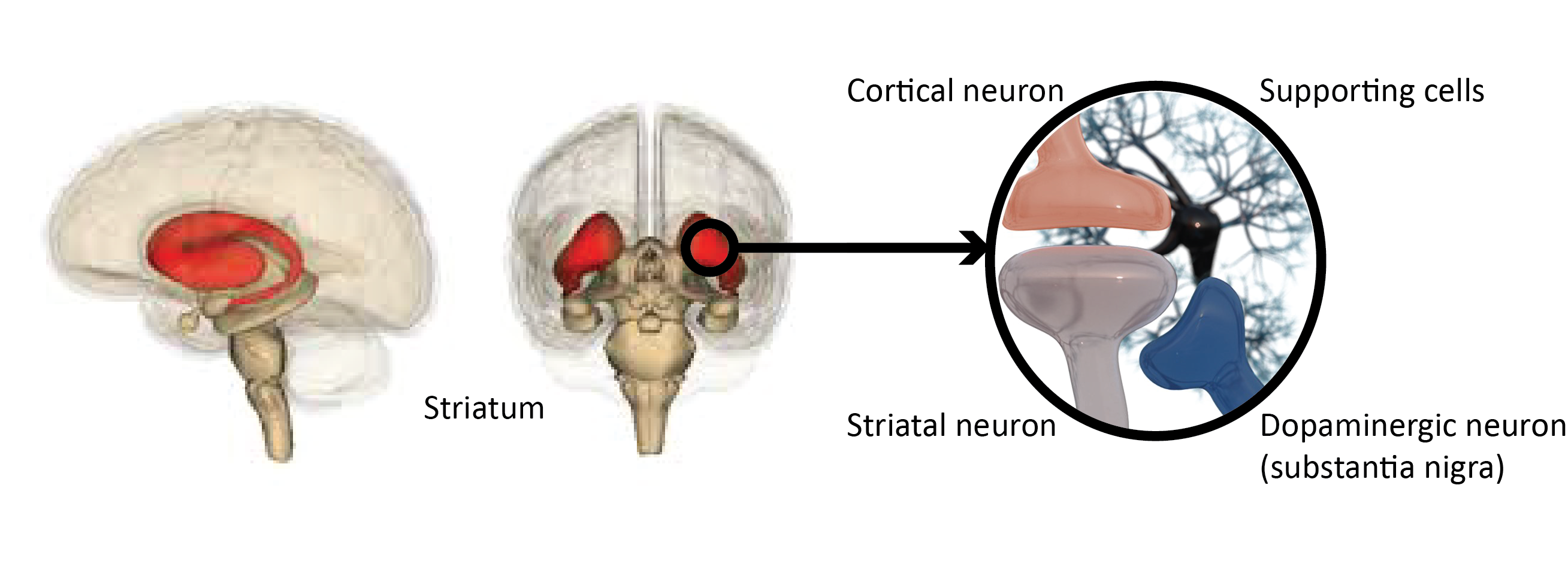 Striatal cells receive input from cortical and dopaminergic neurons. An imbalance in this circuit causes motor problems (and other Parkinson disease-related defects)