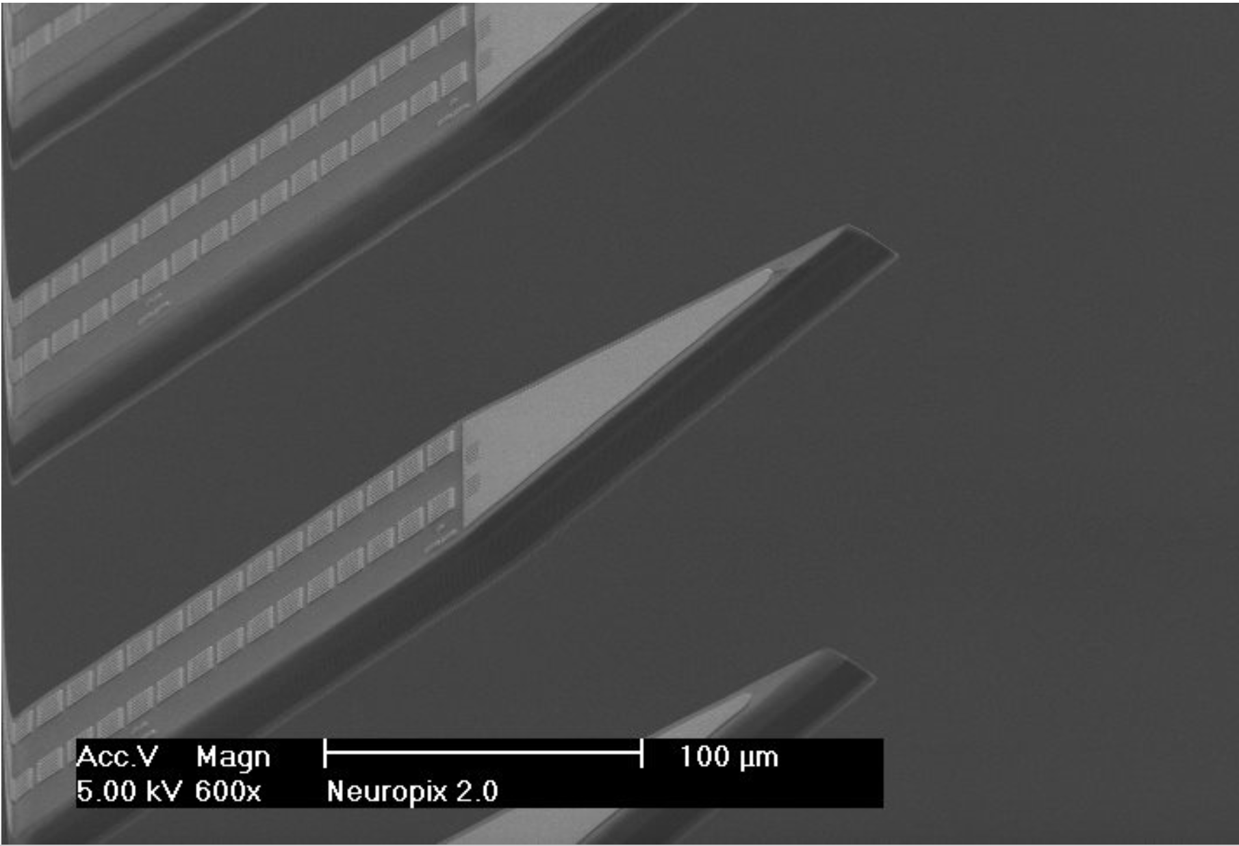 SEM image of the electrode layout of the Neuropixels 2.0 probe